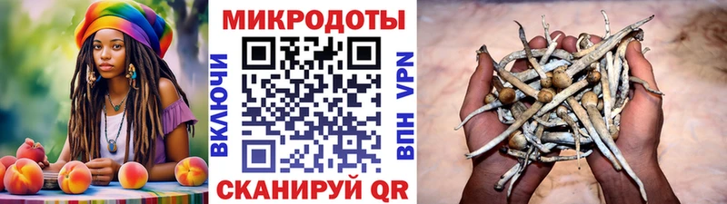 Псилоцибиновые грибы Psilocybe  Нахабино 